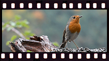 Rouge-Gorge
