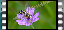 Syrphe sur Géranium
