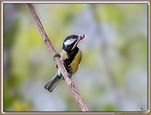 Mésange charbonnière
