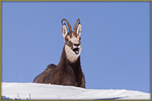 FAUNE du Mercantour